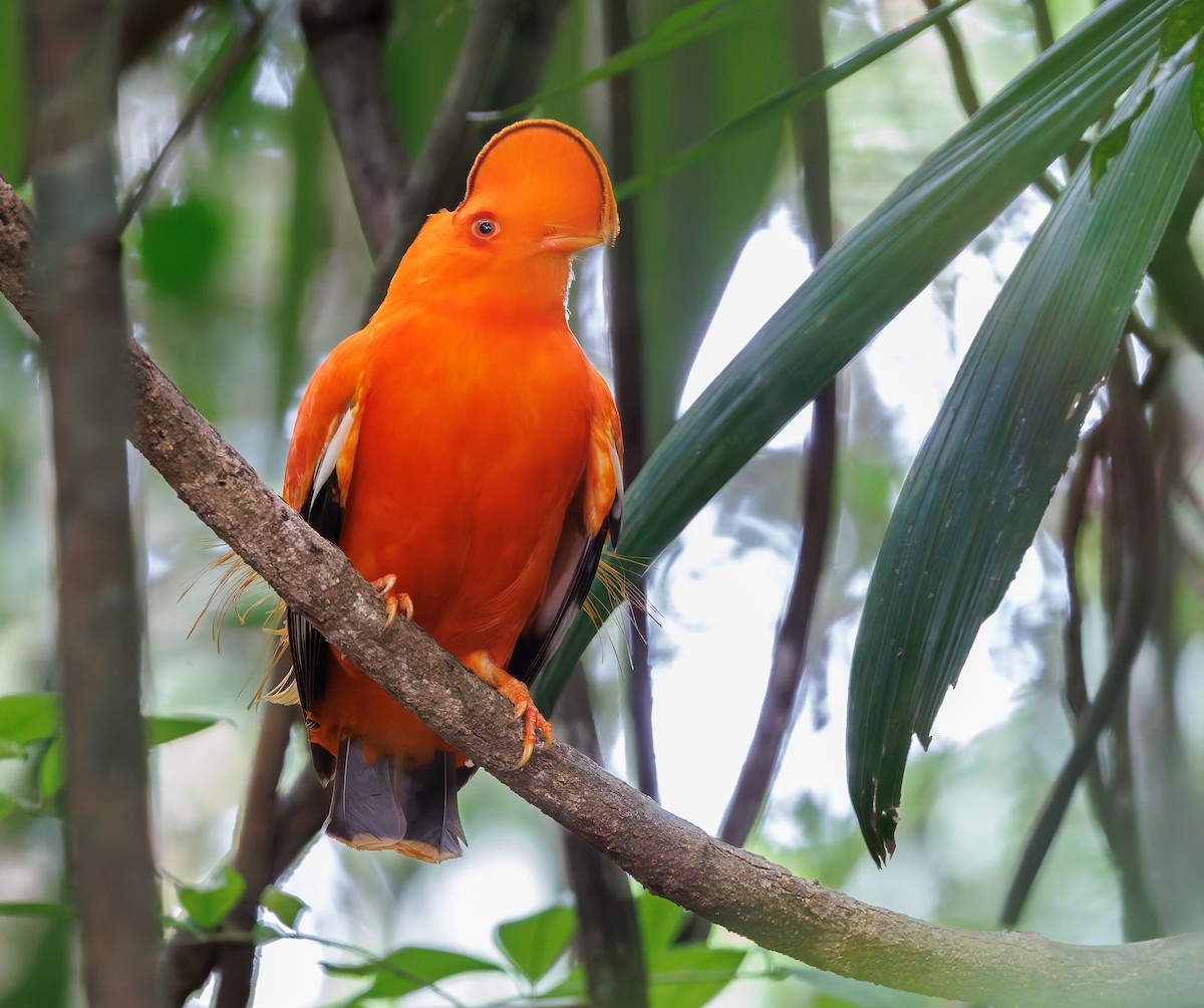 Guianan Cock-of-the-rock - ML650762090