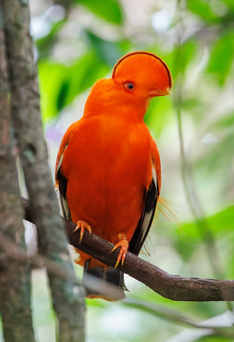 Guianan Cock-of-the-rock - ML650762110