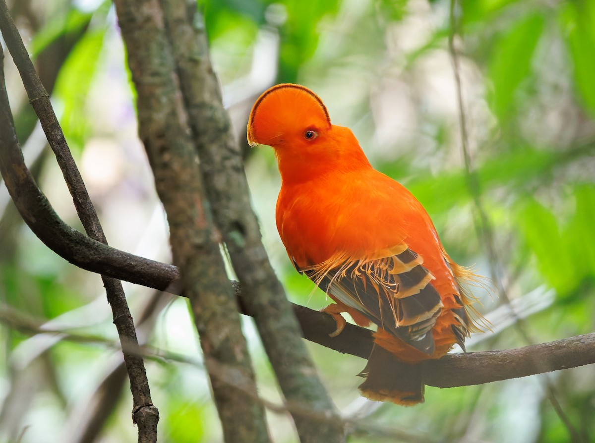 Guianan Cock-of-the-rock - ML650762111
