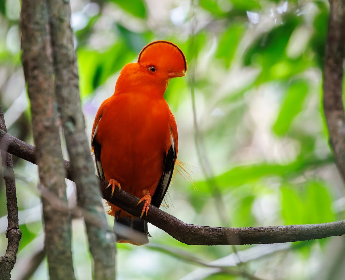Guianan Cock-of-the-rock - ML650762113