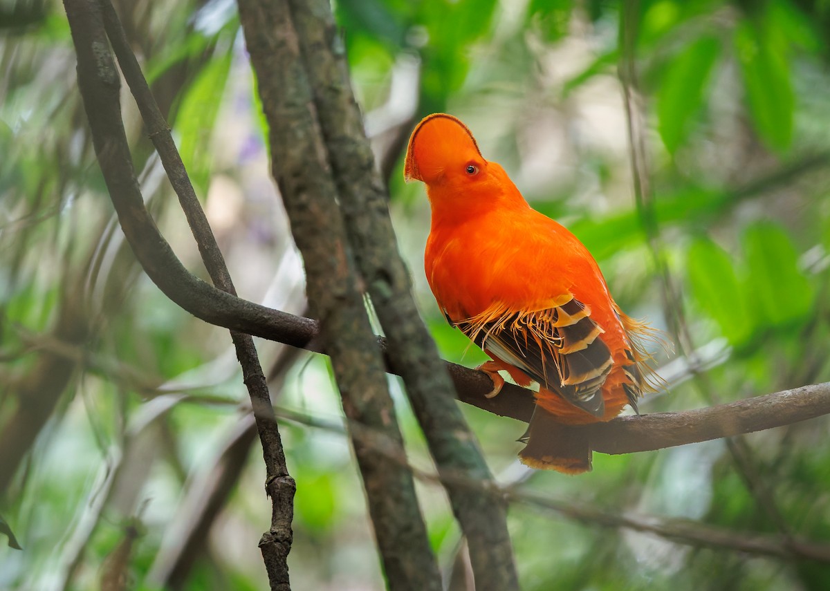 Guianan Cock-of-the-rock - ML650762114