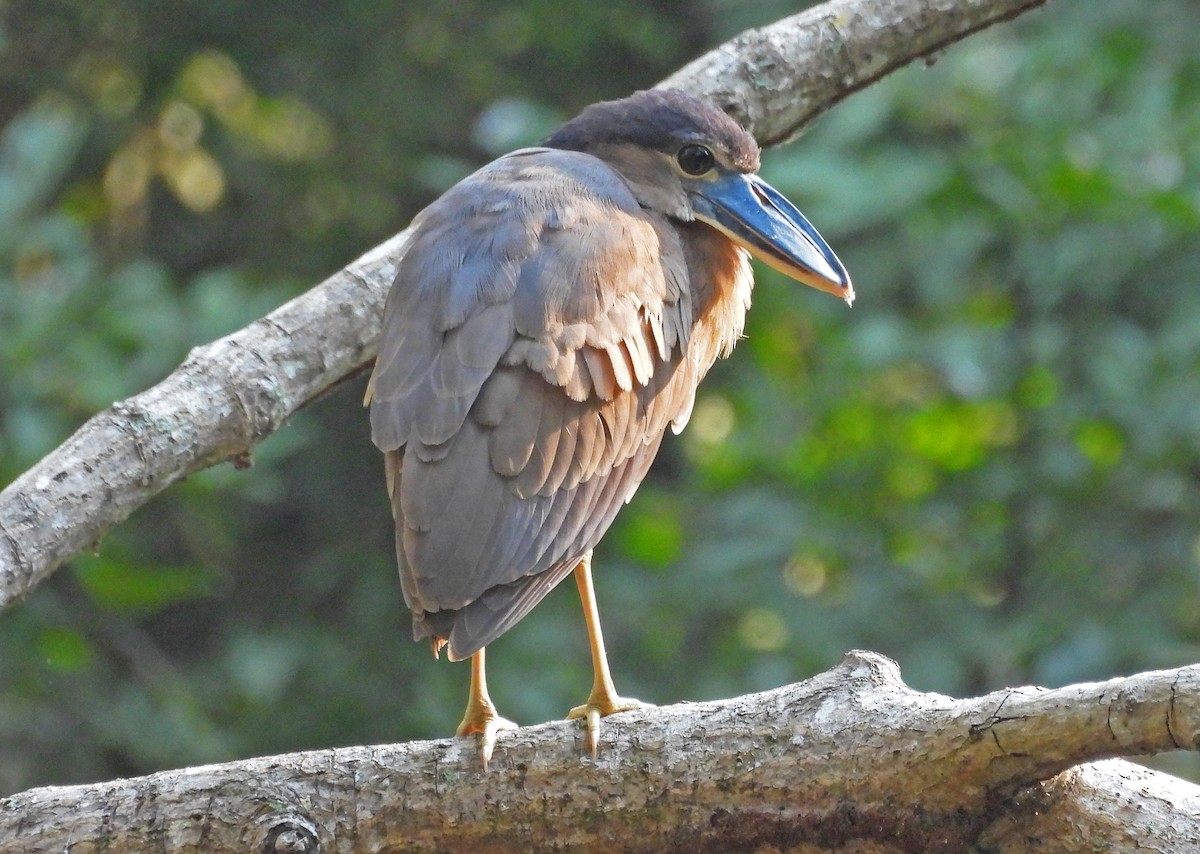 Boat-billed Heron - ML650762158
