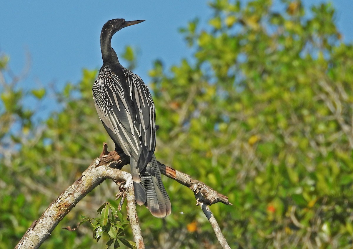 Anhinga - ML650762246