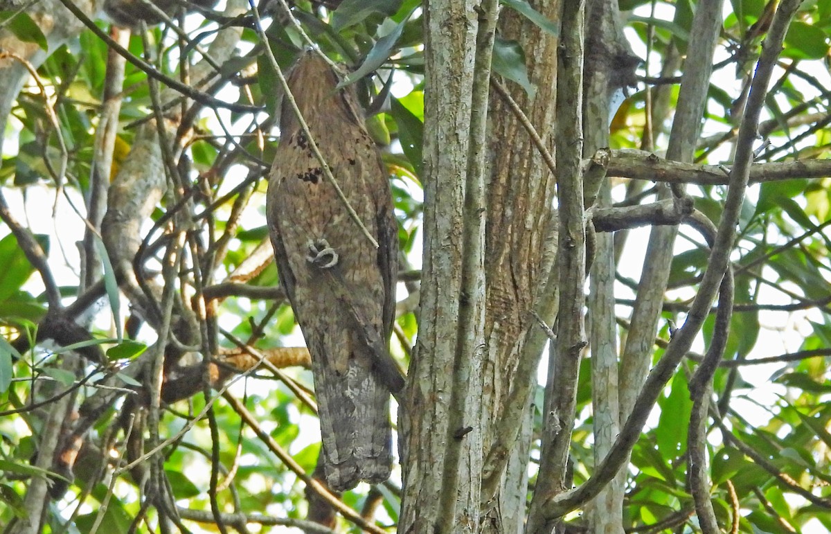 Northern Potoo - ML650762305