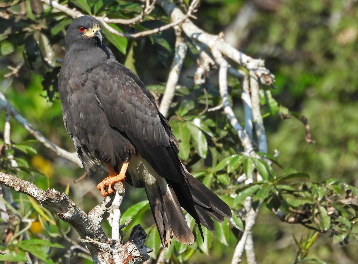 Snail Kite - ML650762391