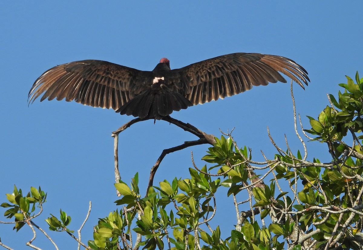 Turkey Vulture - ML650762529