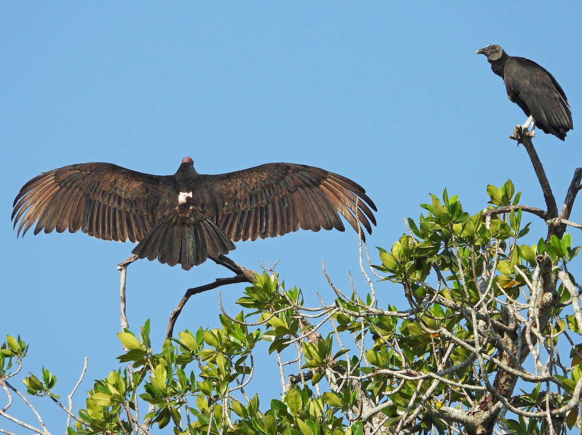 Black Vulture - ML650762536