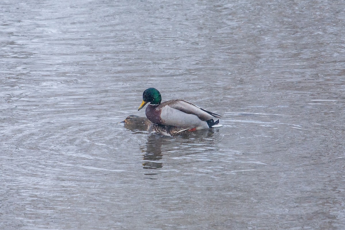 マガモ - ML650762662