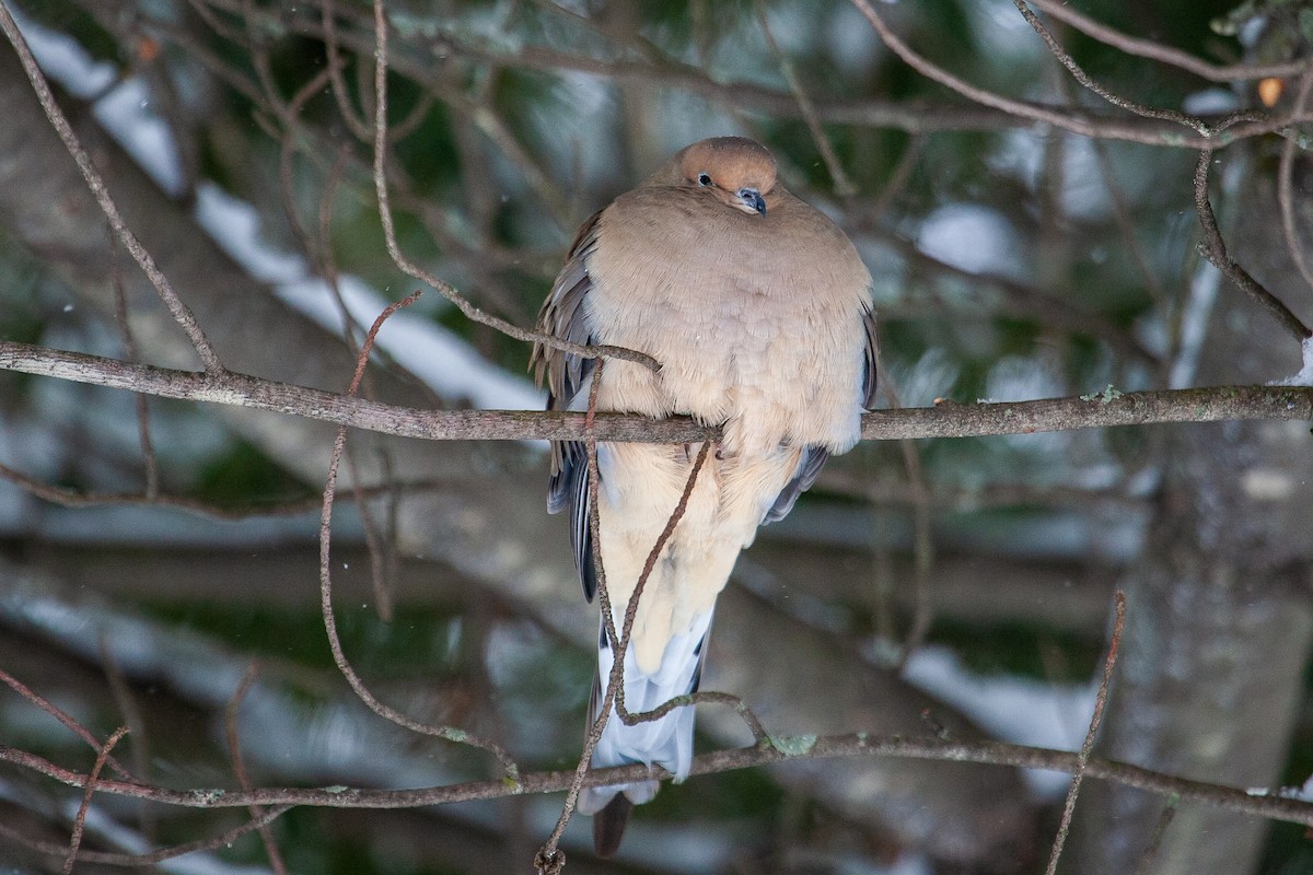 ナゲキバト - ML650762684