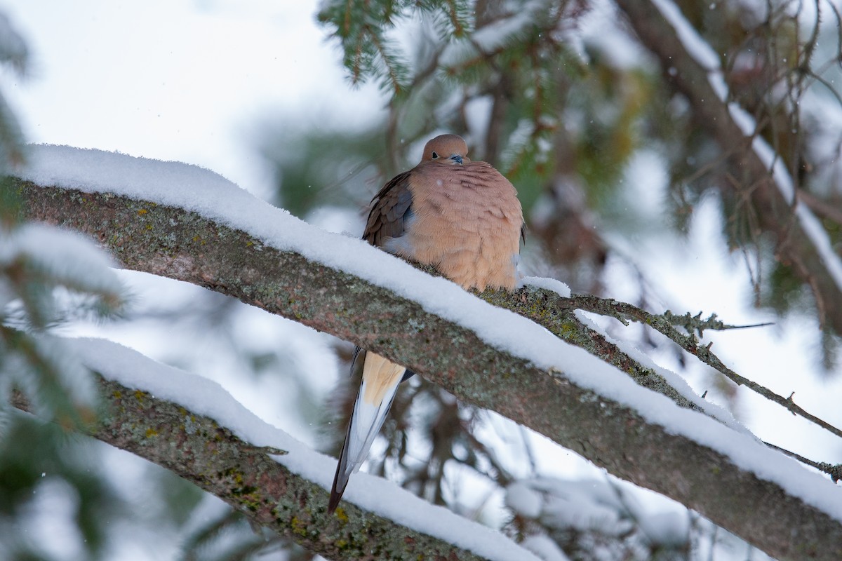 ナゲキバト - ML650762702