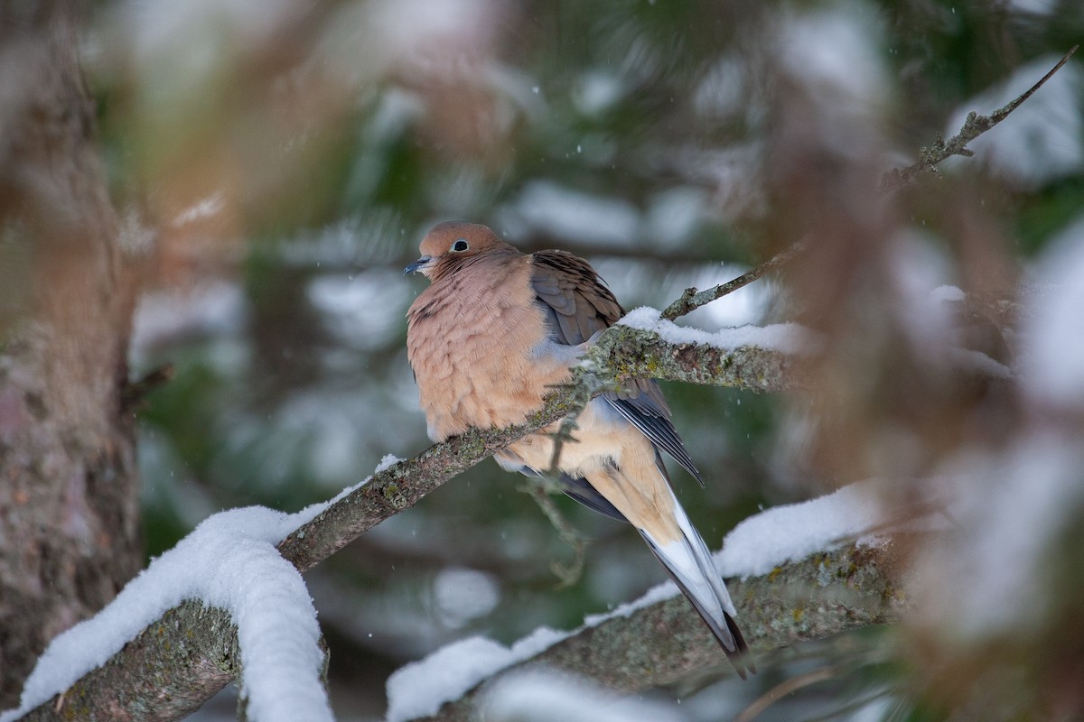 ナゲキバト - ML650762703