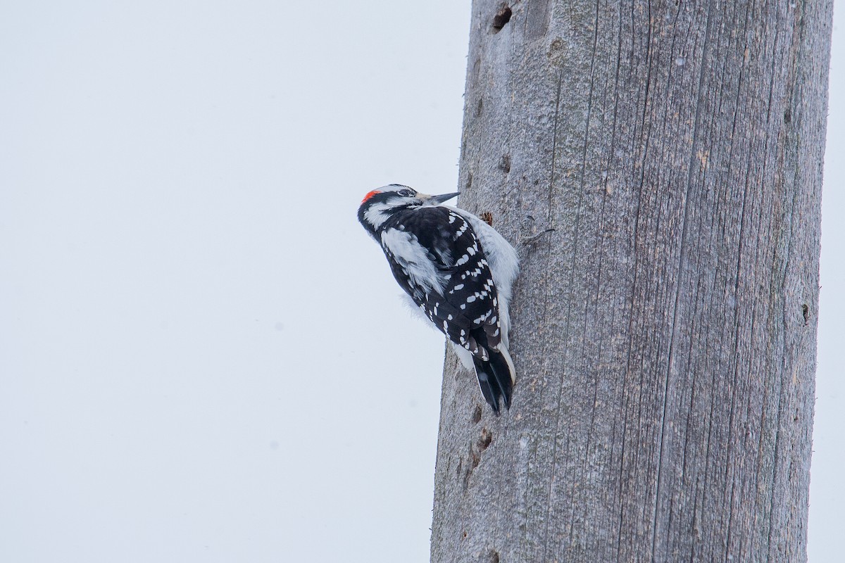 セジロアカゲラ - ML650762718