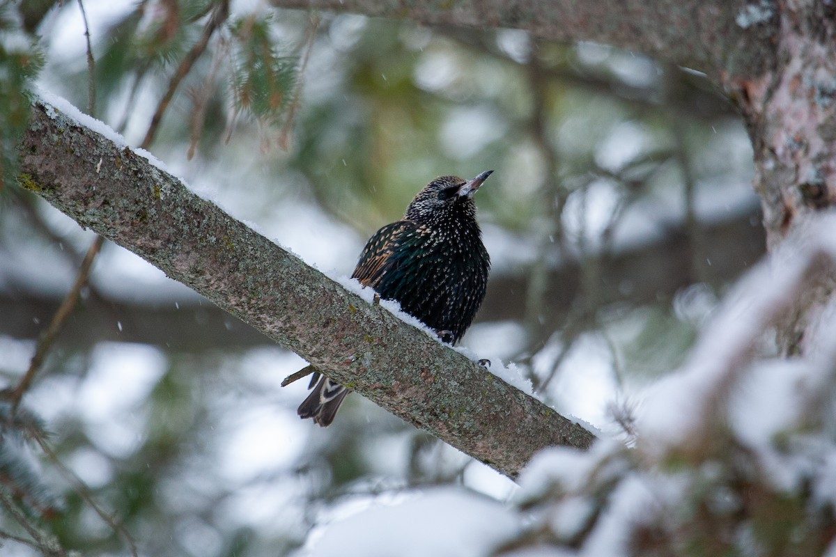 ホシムクドリ - ML650762731