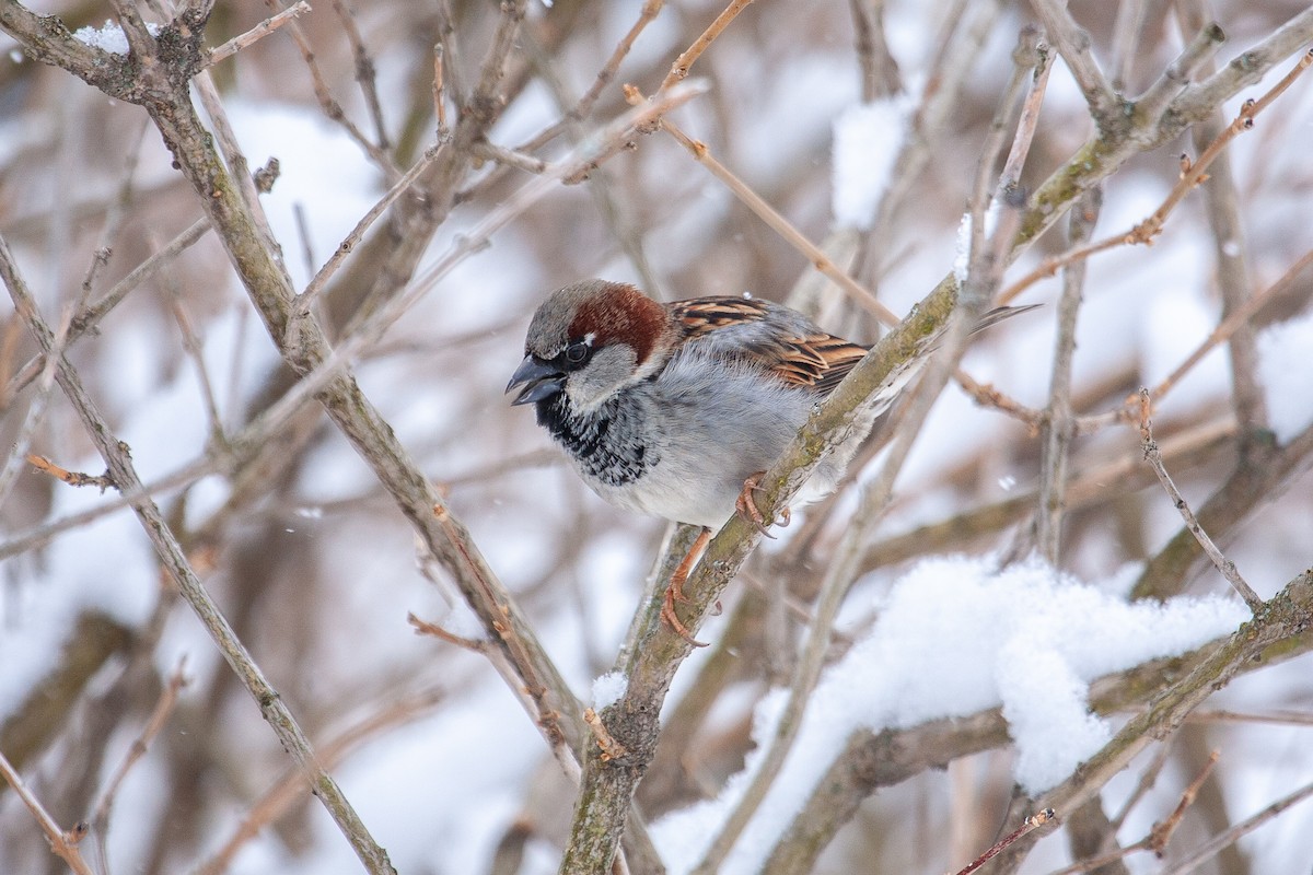 イエスズメ - ML650762754