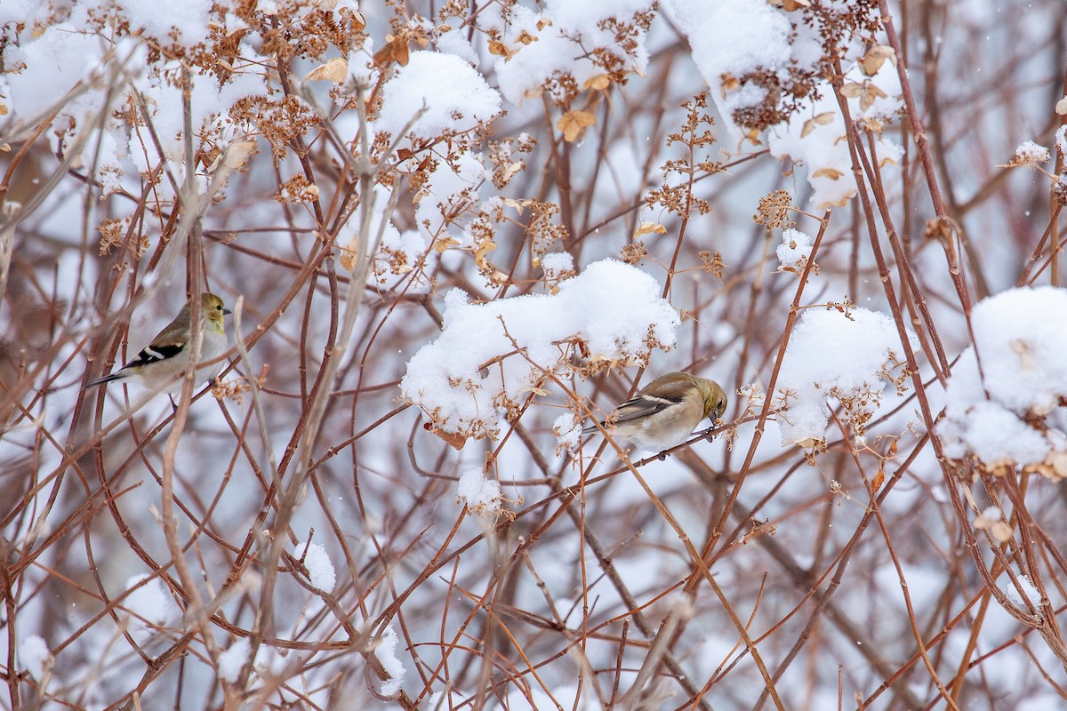 オウゴンヒワ - ML650762758