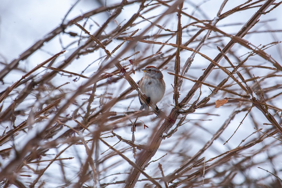 ムナフヒメドリ - ML650762763