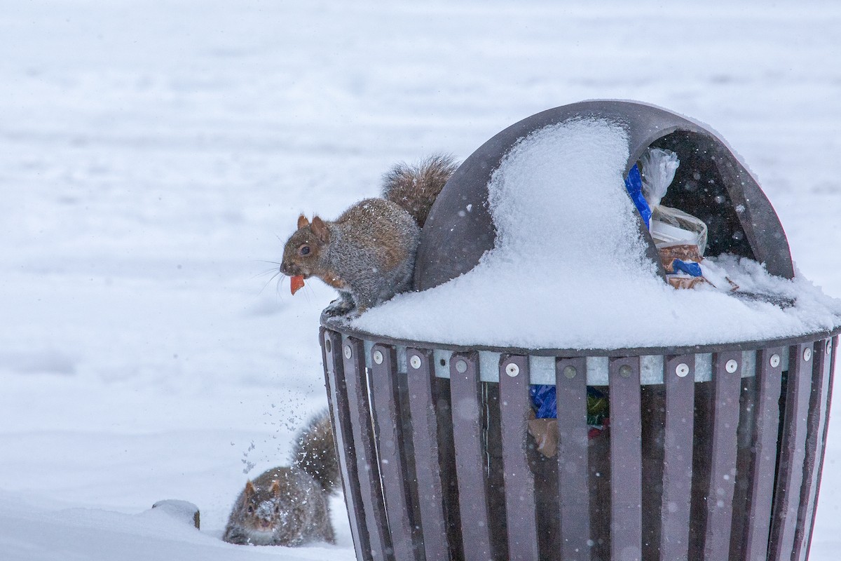 トウブハイイロリス - ML650762770