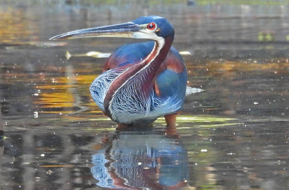 Agami Heron - ML650762773
