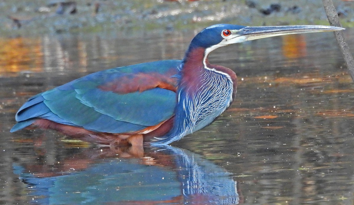 Agami Heron - ML650762780