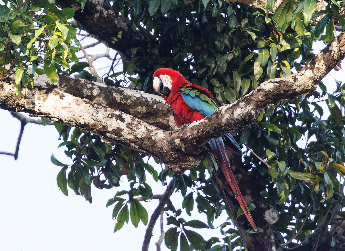 Red-and-green Macaw - ML650762857