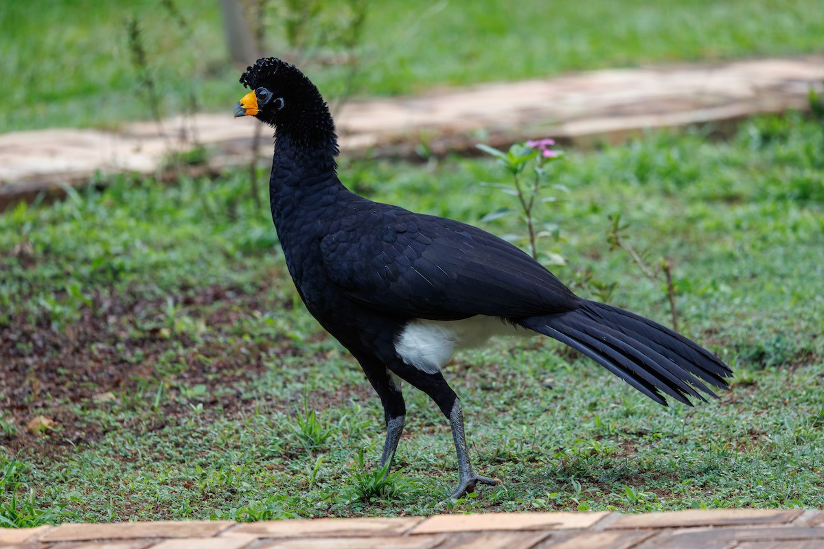 Black Curassow - ML650762957