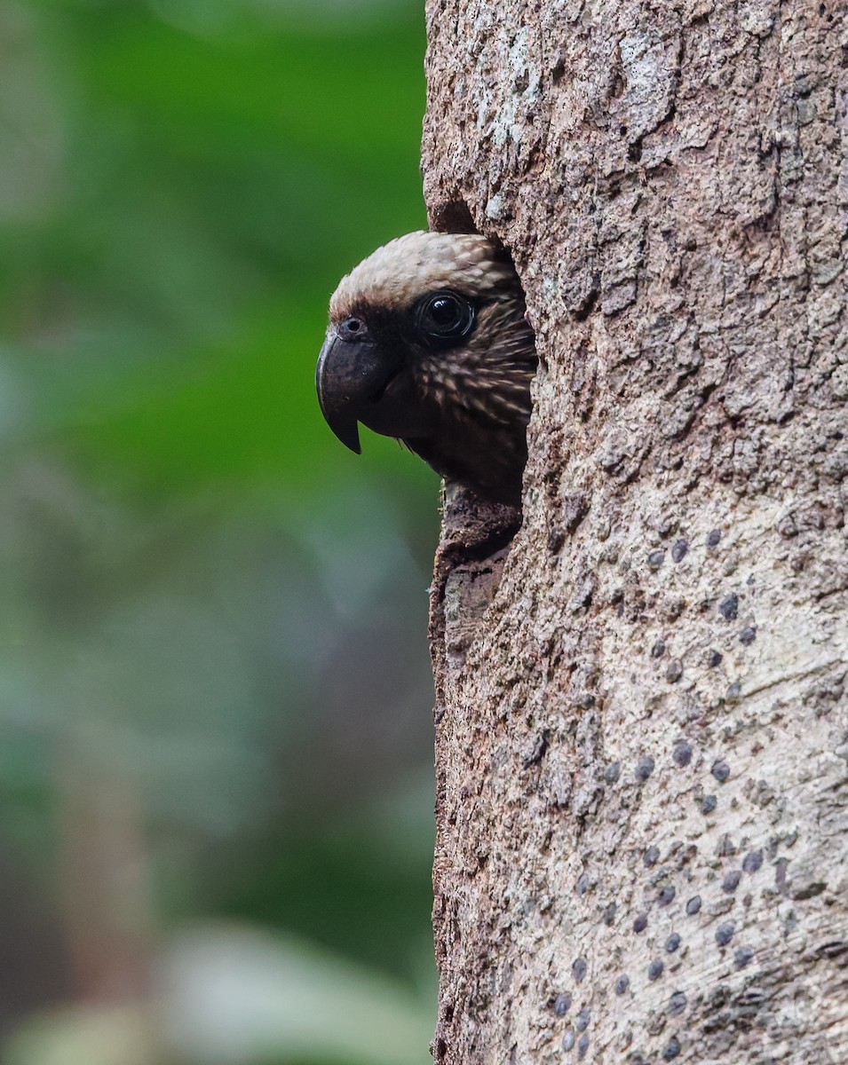 Red-fan Parrot - ML650762986