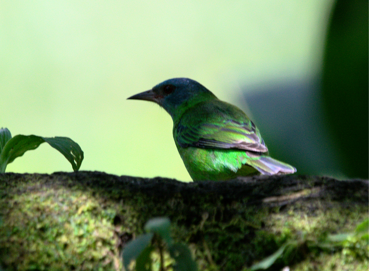 ヒワミツドリ - ML650763036