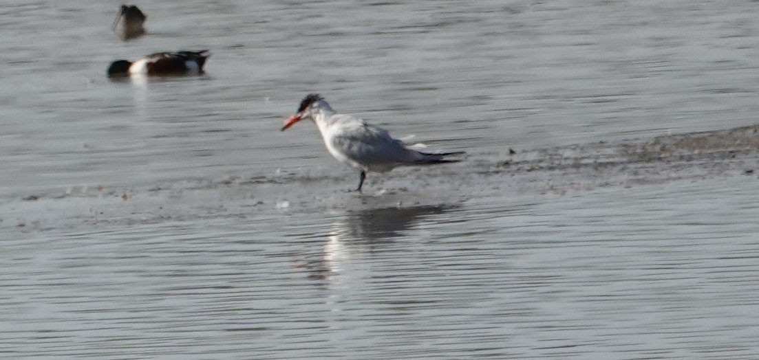 Caspian Tern - ML650763042