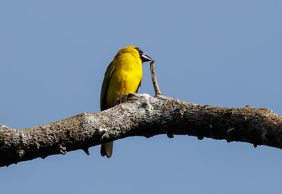 Yellow-green Grosbeak - ML650763458