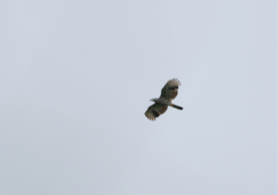 Hook-billed Kite - ML650763874