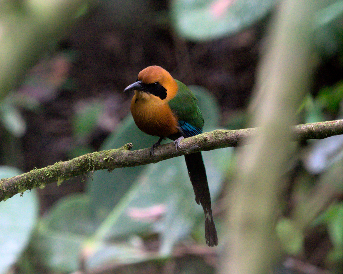 Rufous Motmot - ML650763915