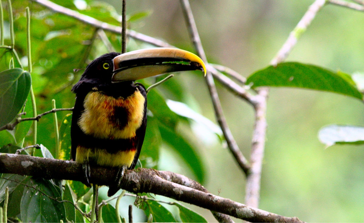 Pale-mandibled Aracari - ML650763925