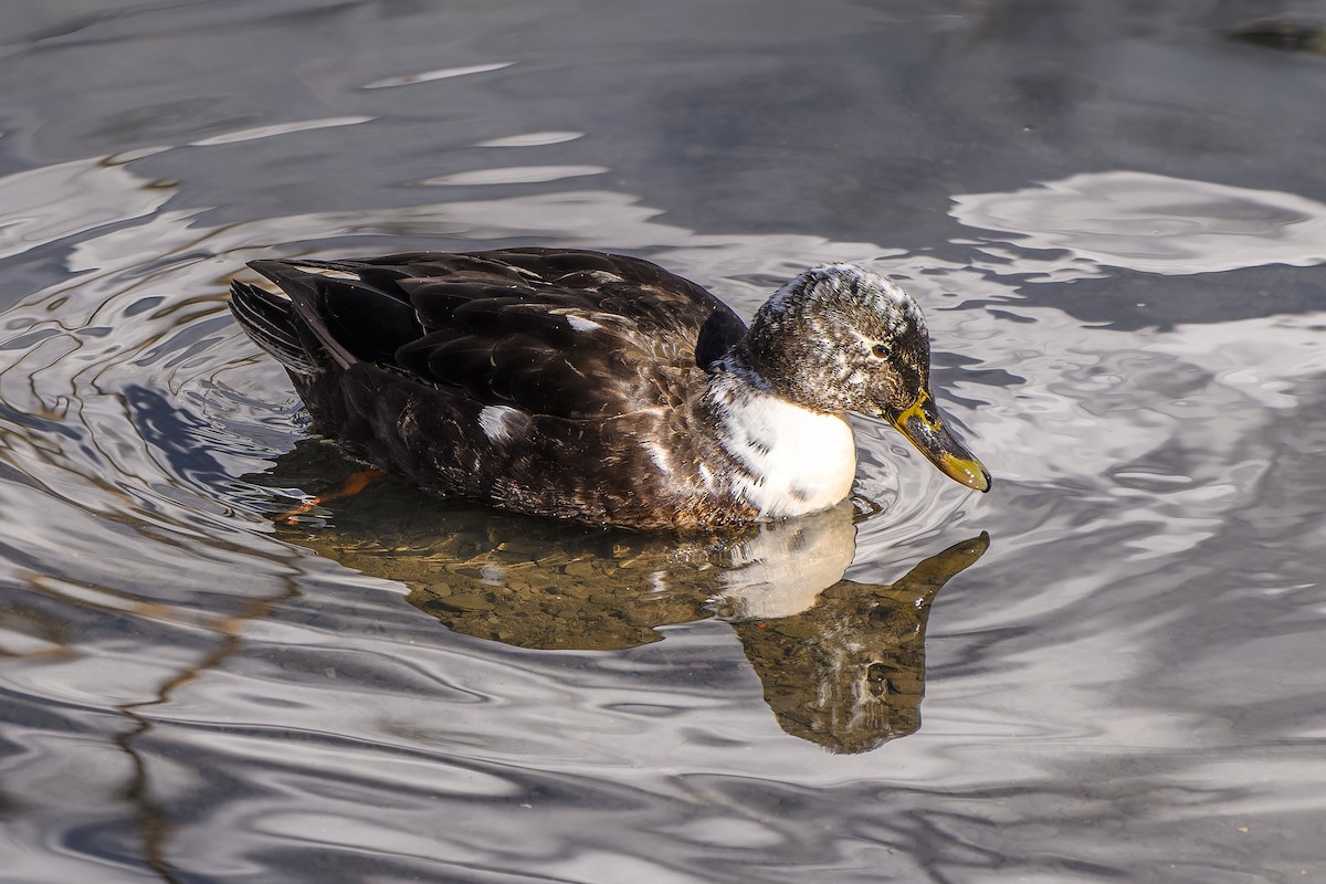 マガモ（アヒル、家畜） - ML650763972