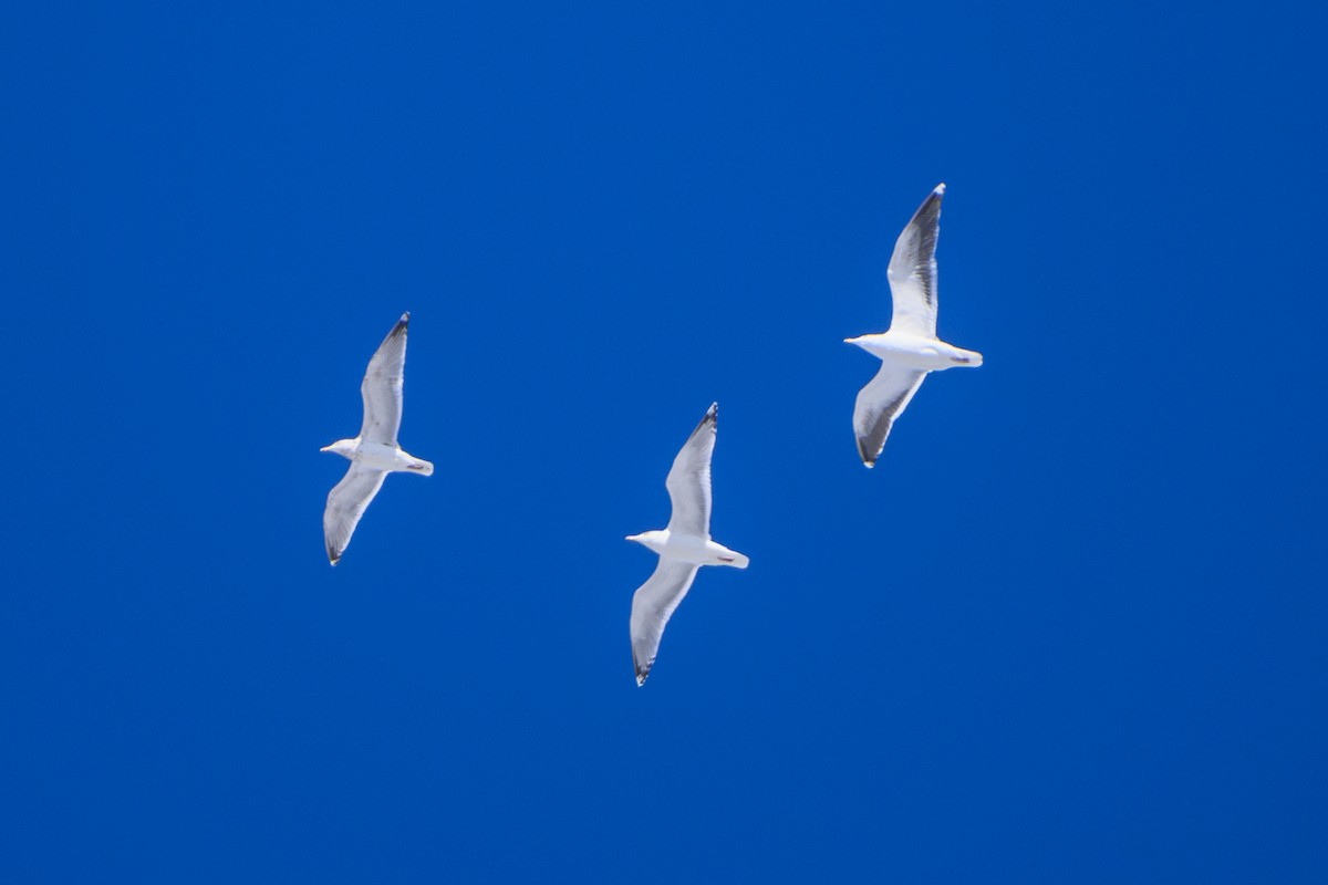 アメリカセグロカモメ - ML650763982