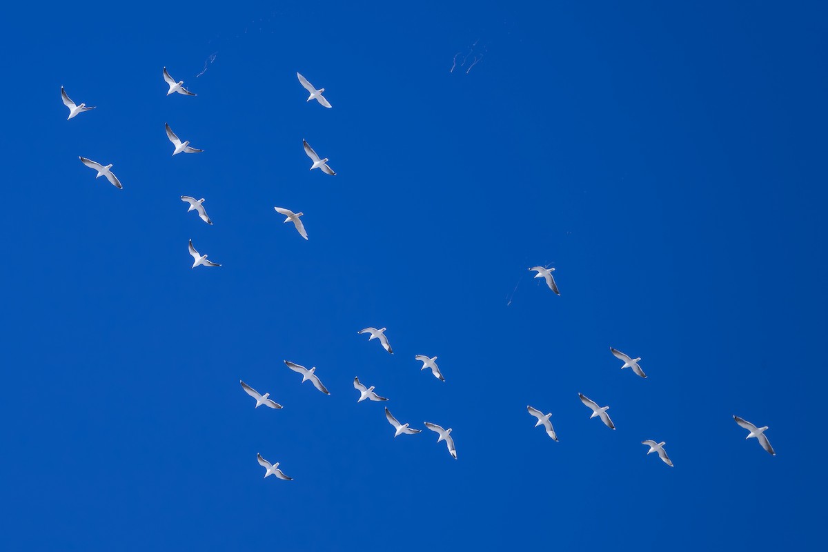 オオカモメ - ML650763994