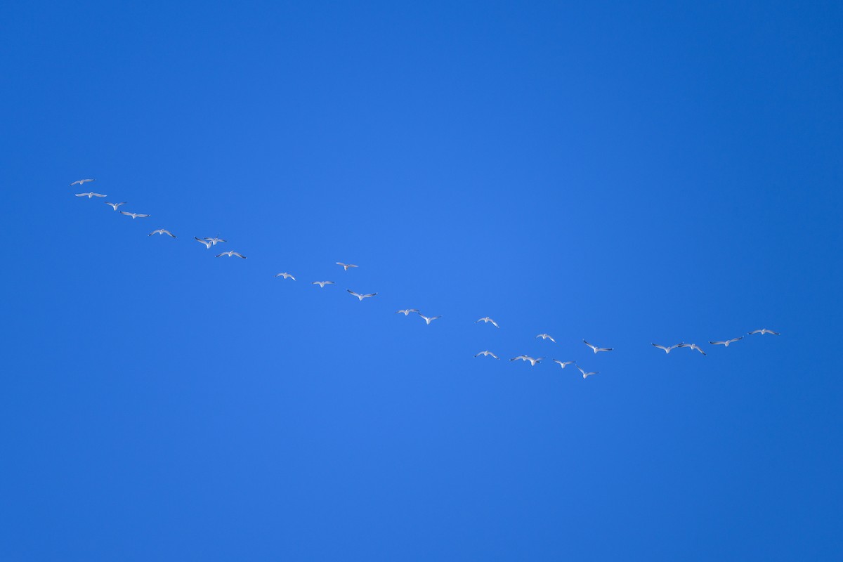 オオカモメ - ML650763995