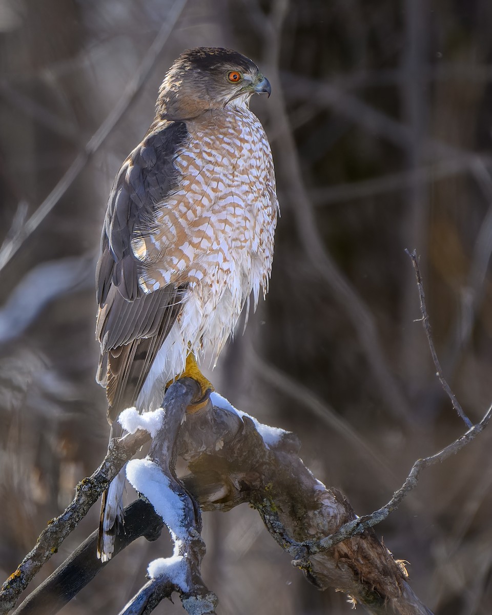 クーパーハイタカ - ML650764003