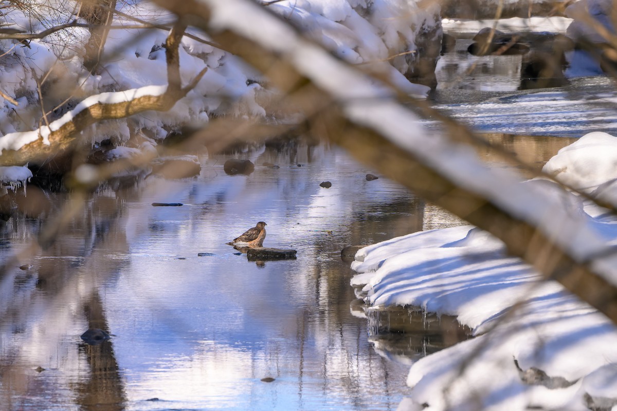 クーパーハイタカ - ML650764004