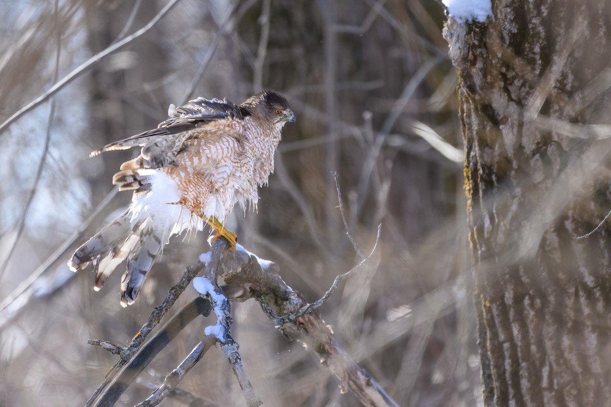 クーパーハイタカ - ML650764005