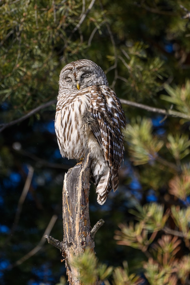 アメリカフクロウ - ML650764007