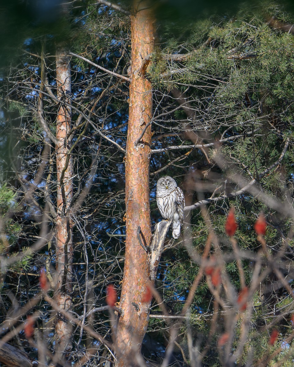 アメリカフクロウ - ML650764008