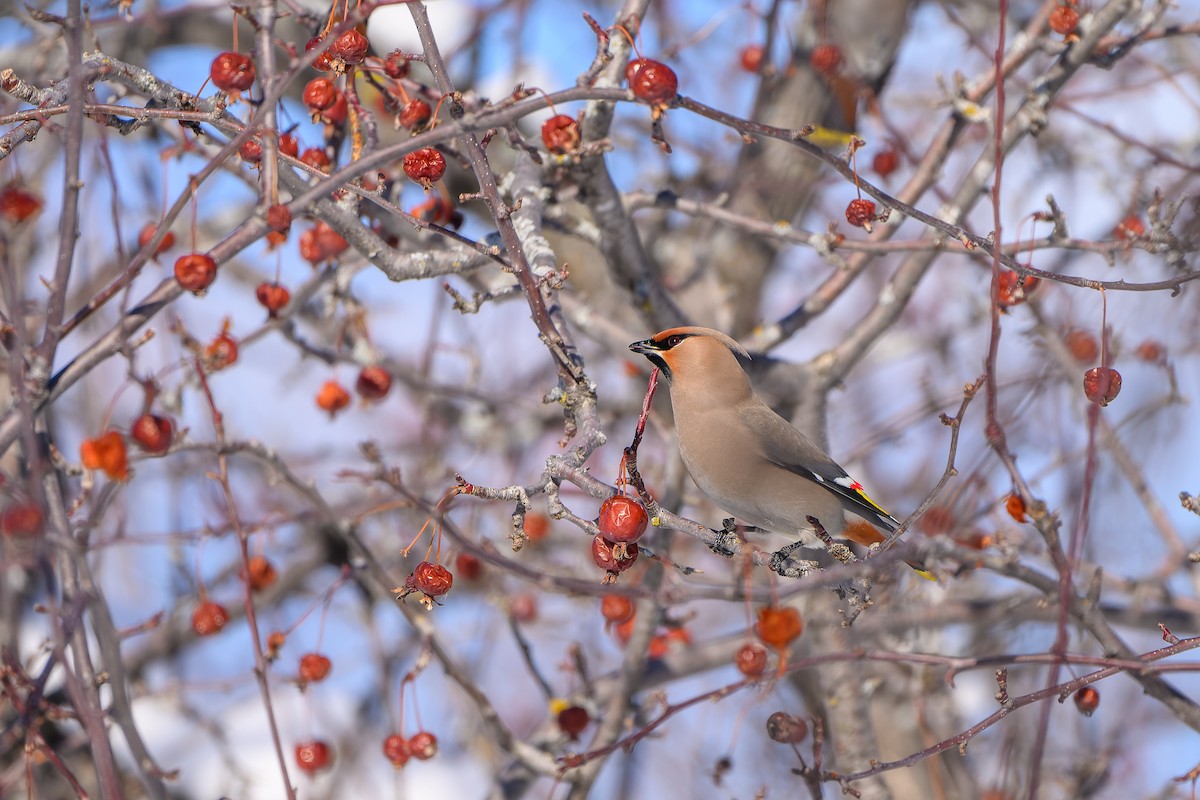 キレンジャク - ML650764012
