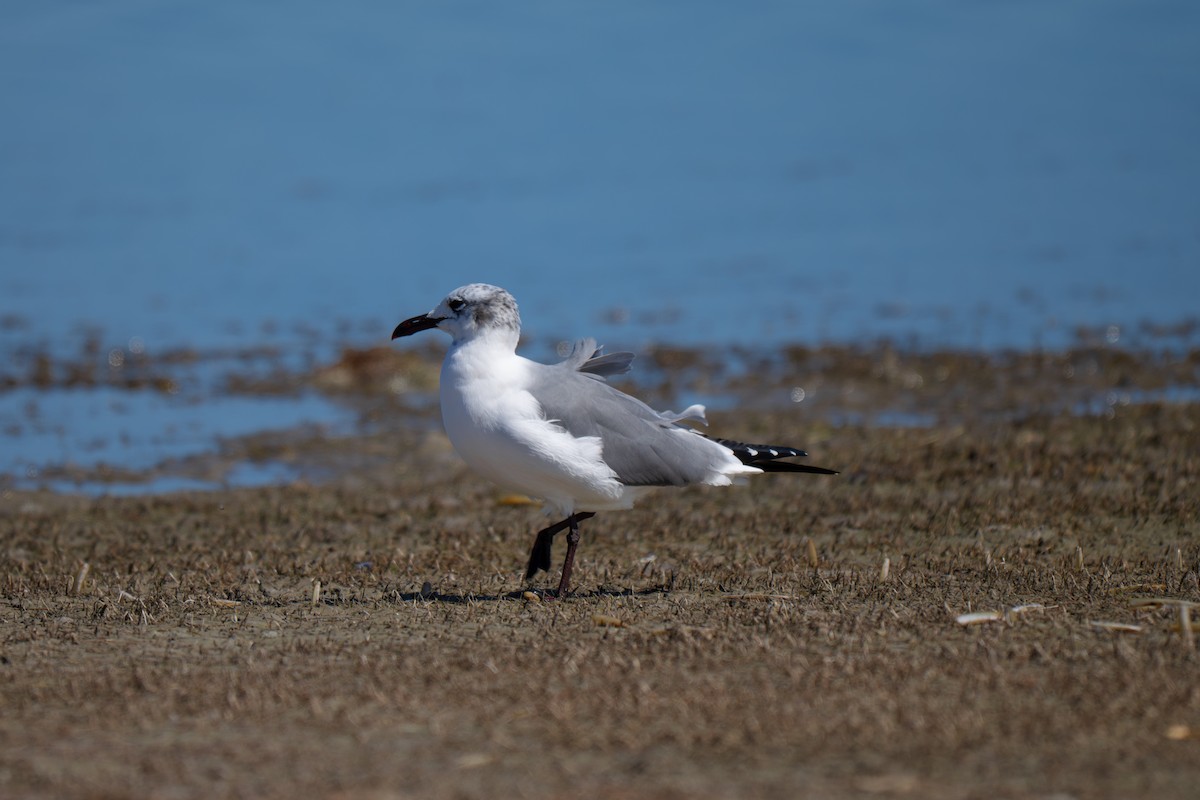 Laughing Gull - ML650764087