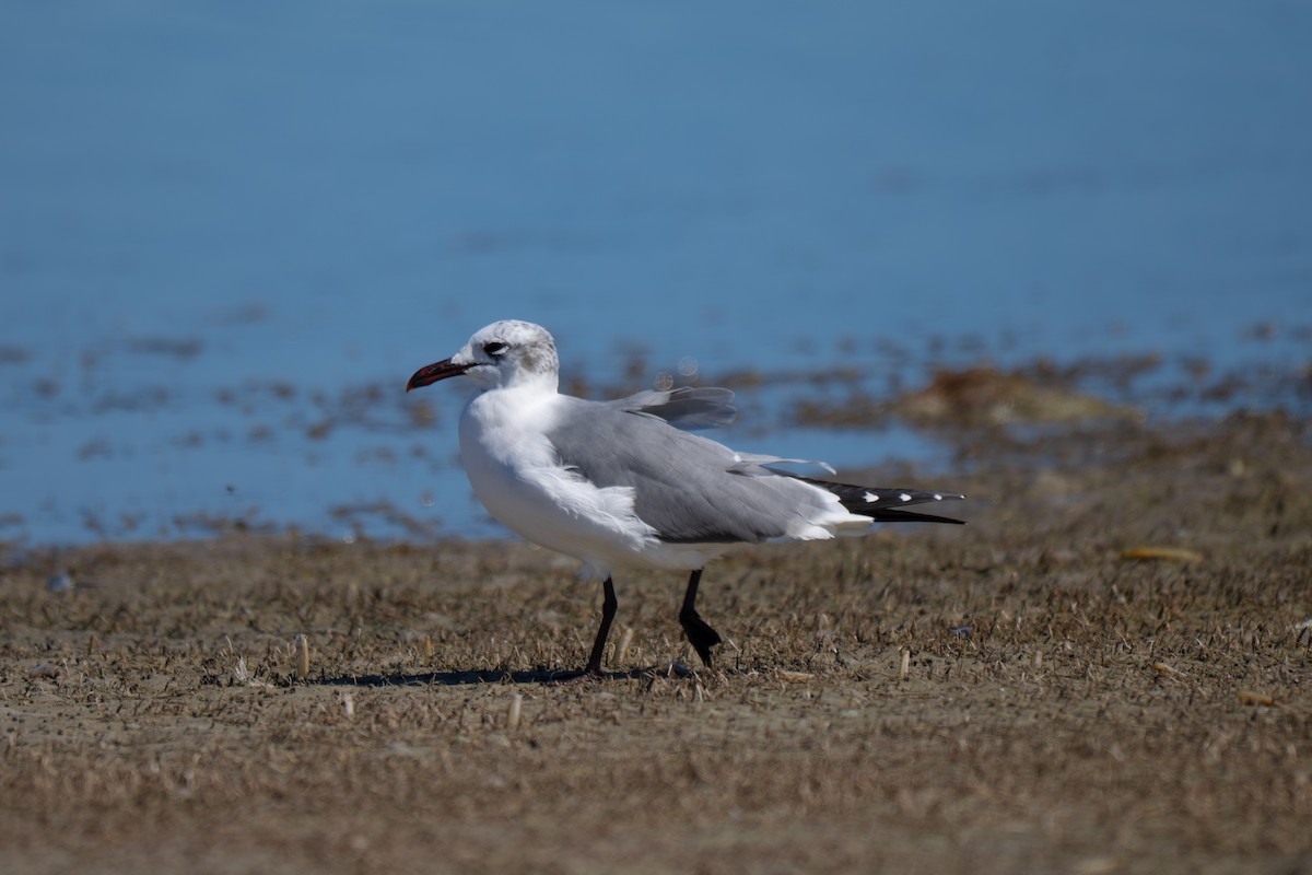 Laughing Gull - ML650764088