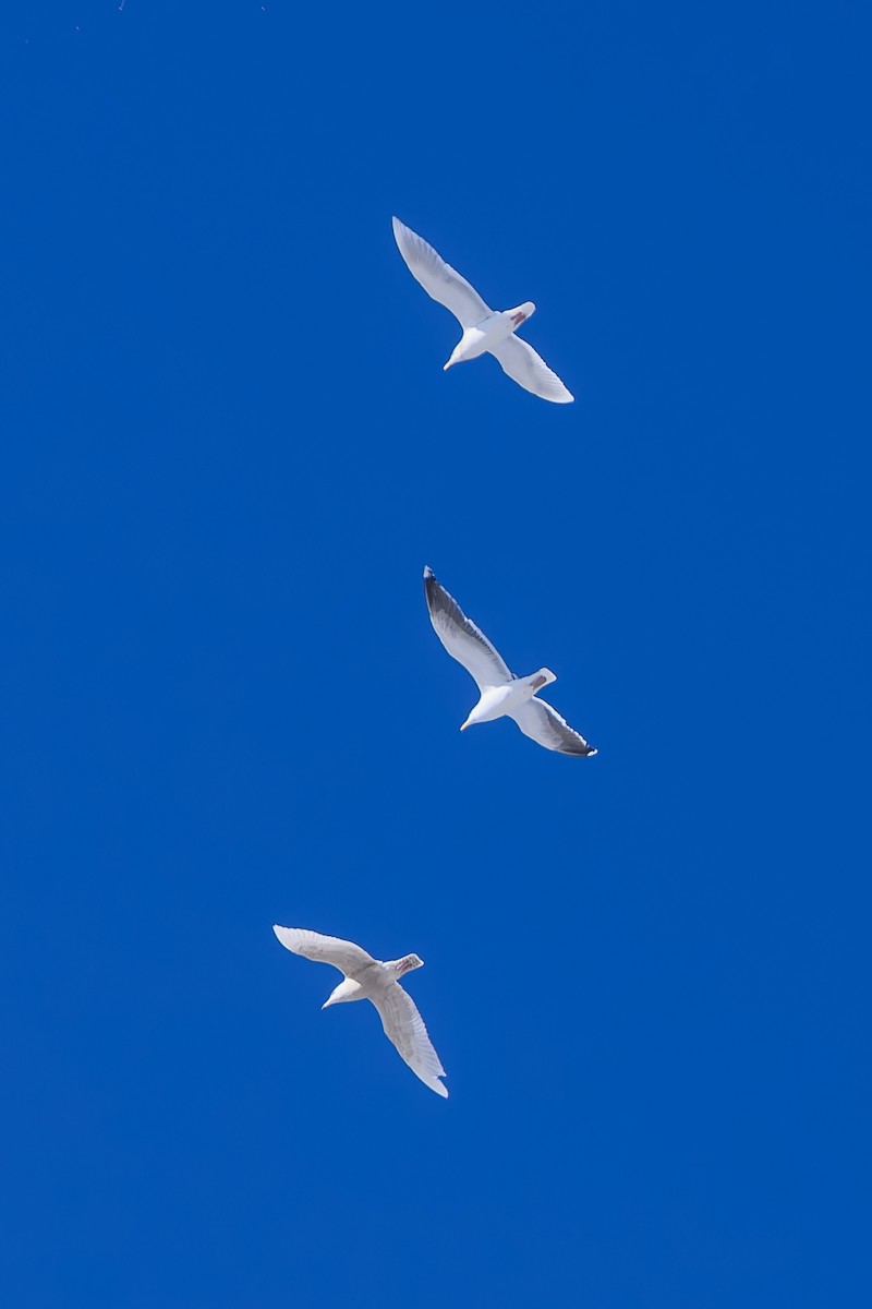 シロカモメ - ML650764089