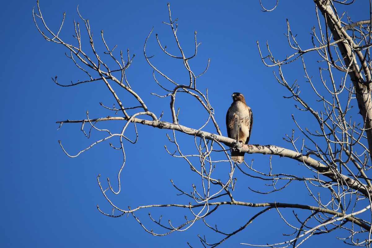 Краснохвостый канюк - ML650764317