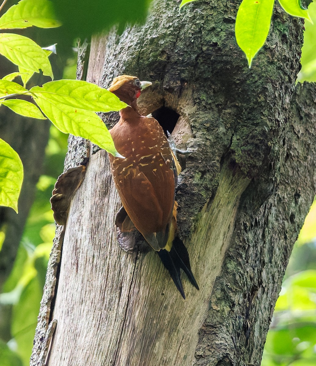 Chestnut Woodpecker - ML650764424