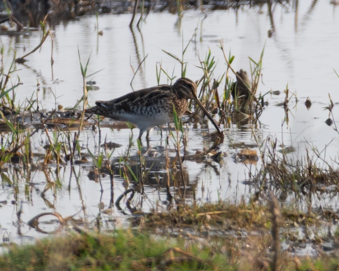 Common Snipe - Maitrey Chhaya