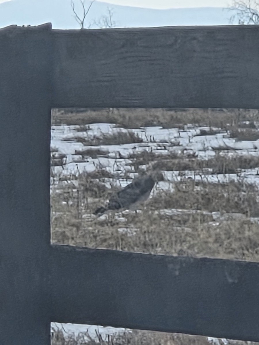 アメリカハイイロチュウヒ - ML650764703