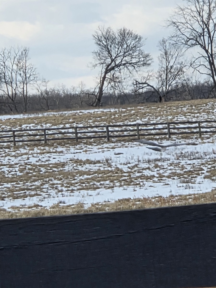 アメリカハイイロチュウヒ - ML650764706